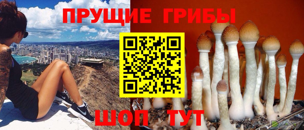 Псилоцибиновые грибы Cubensis  Псилоцибиновые грибы Cubensis  Комсомольск-на-Амуре  Вход с VPN 