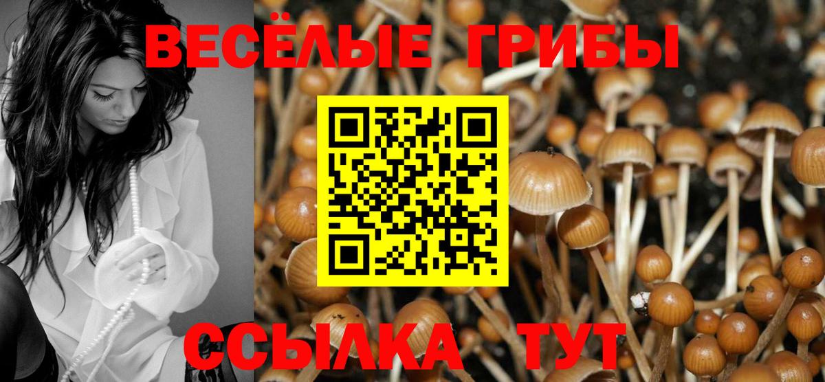 Псилоцибиновые грибы Psilocybe  Комсомольск-на-Амуре 
